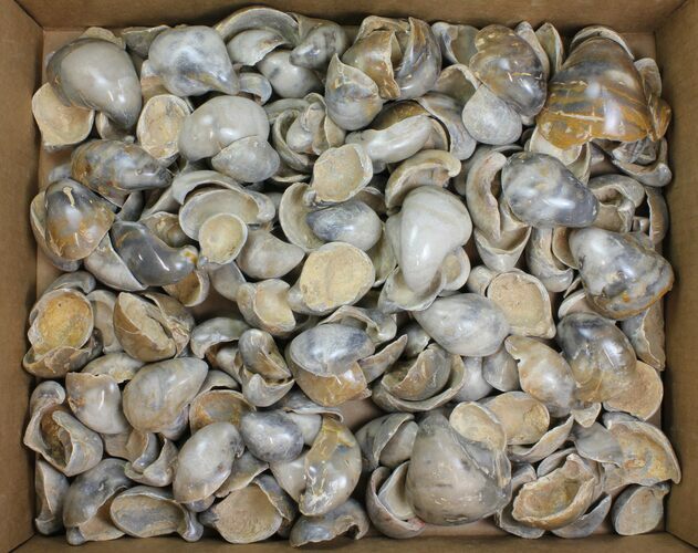 Lot: Polished Fossil Oyster Shells - Around Pieces #141093